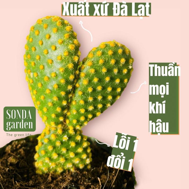 Xương rồng tai thỏ SONDA GARDEN size bé 5-8cm, cây sen đá, sen đá đẹp trang trí nhà cửa.