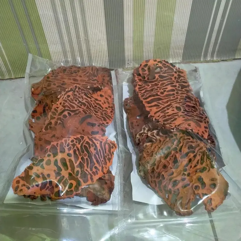 Sarang semut Papua Myrmecodya pendants 0