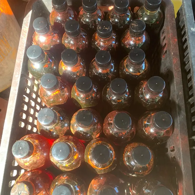 Nghệ xà cừ ngâm nguyên chất cho gà đá 5