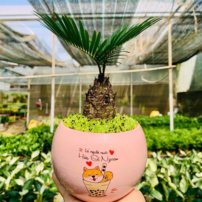   Hàng Mini  1 Lá Cây Vạn Tuế Mini Để Bàn Decor Phòng gồm 3 lựa chọn bonsai bàn trà cây chưa chậu và thuỷ sinh   cây cao 5-7 cm  - giao chậu ngẫu nhiên 