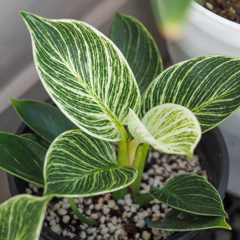 Cây Trầu bà Đế Vương Kim Cương - Cây cảnh để bàn - cây phong thủy trồng trong nhà, kiểng lá trang trí nội thất - Lọc không khí 2