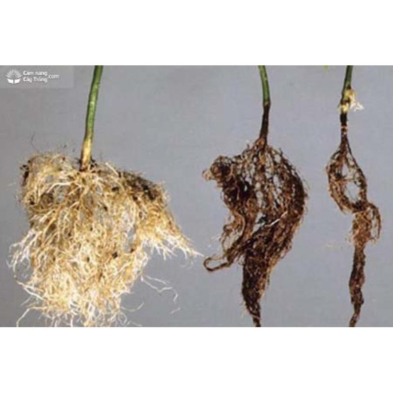 Chế phẩm Nấm Hồng- chuyên trị chết cây con , nấm rễ, thối rễ , vàng lá 4