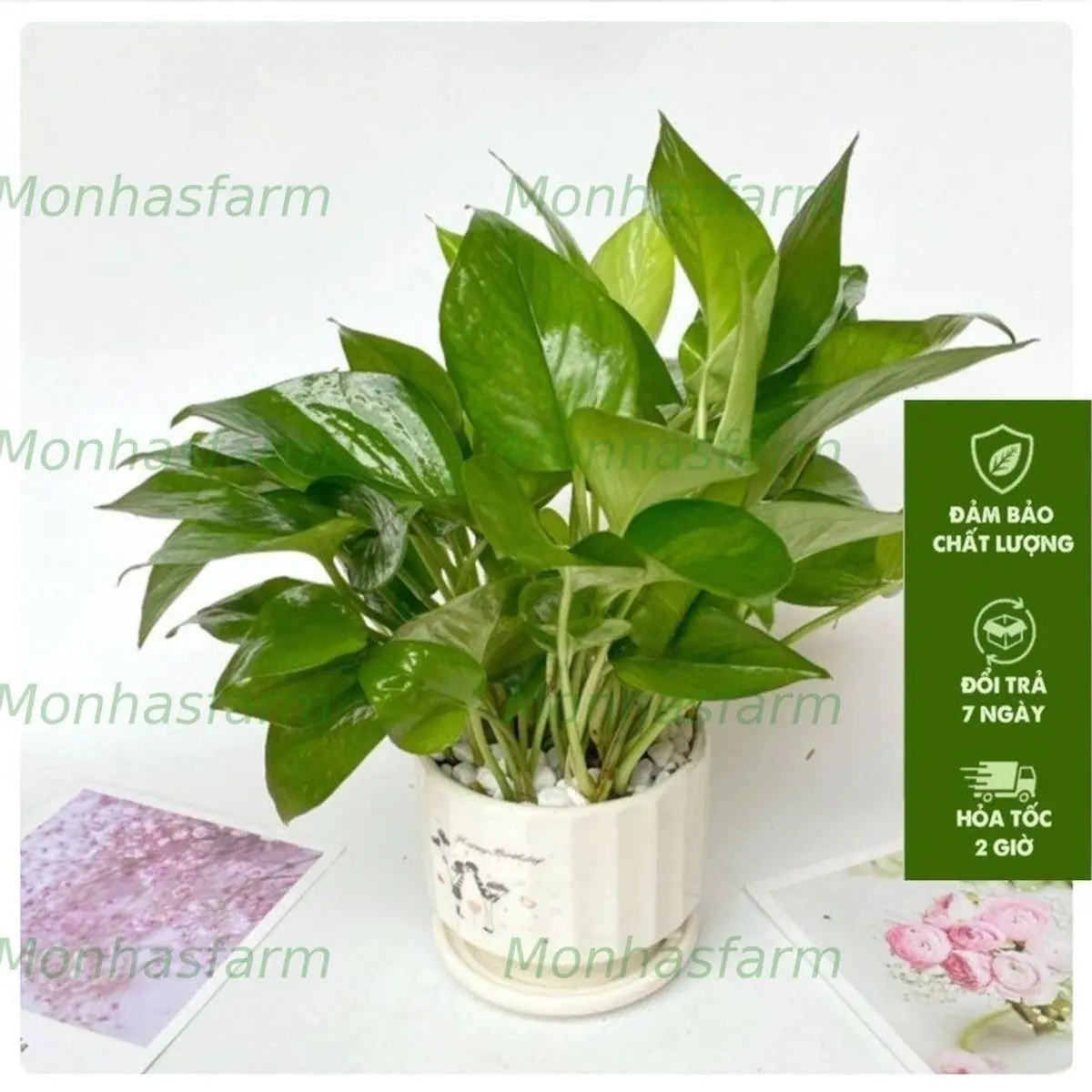 Cây Vạn Niên Thanh 20cm - Trồng Chậu Sứ, Lọc Không Khí, Trang Trí Văn Phòng