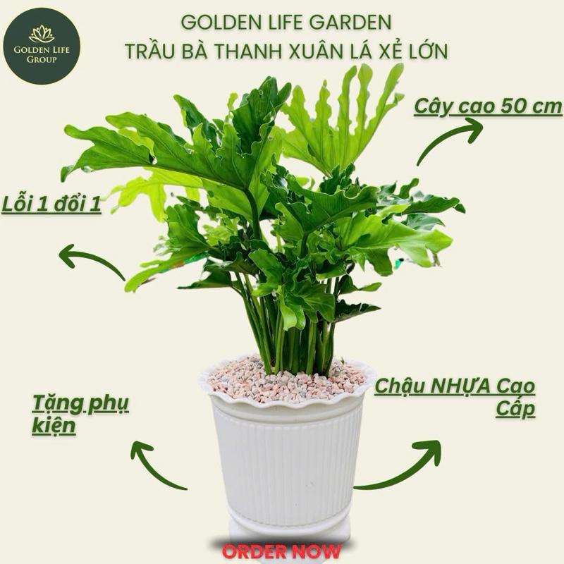 [Size 50cm] Trầu Bà Thanh Xuân Lá Xẻ chậu nhựa cứng trắng - lọc không khí - decor phòng, nhà ở, văn phòng, công ty