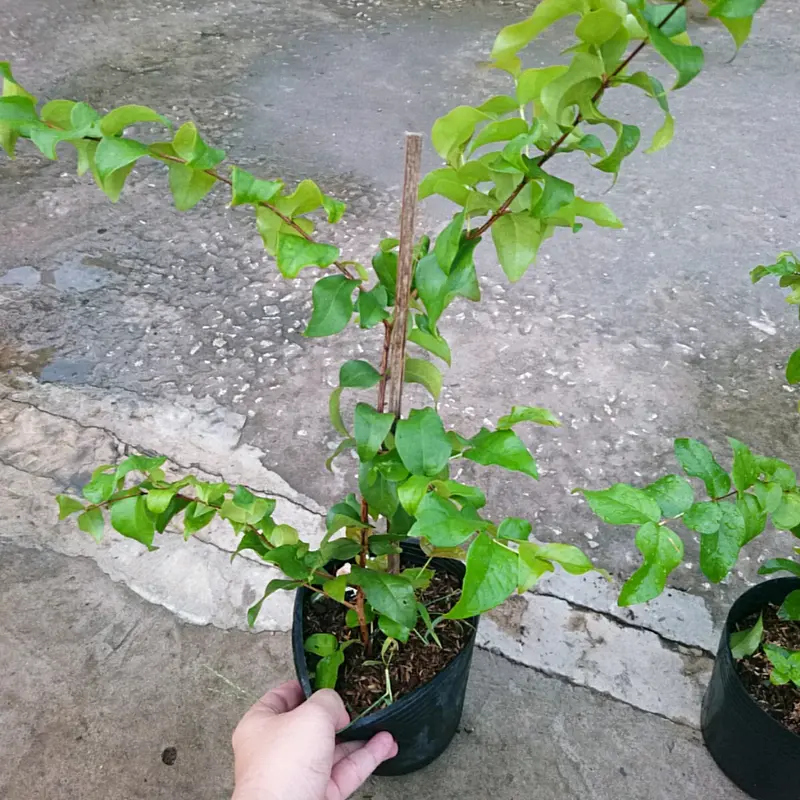 Cây Cherry Nam Mỹ - cherry Surinam - cây cherry Khía có quả sau 6 tháng phù hợp khí hậu 3 miền Việt Nam 3