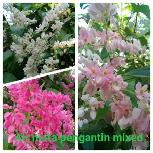 30 BUTIR BIJI / BENIH BUNGA AIR MATA PENGANTIN MIX 3 WARNA