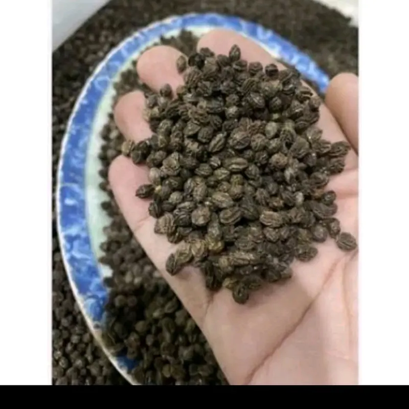 100 Hạt giống đu đủ lùn Siêu Trái ruột đỏ ngọt lịm 1