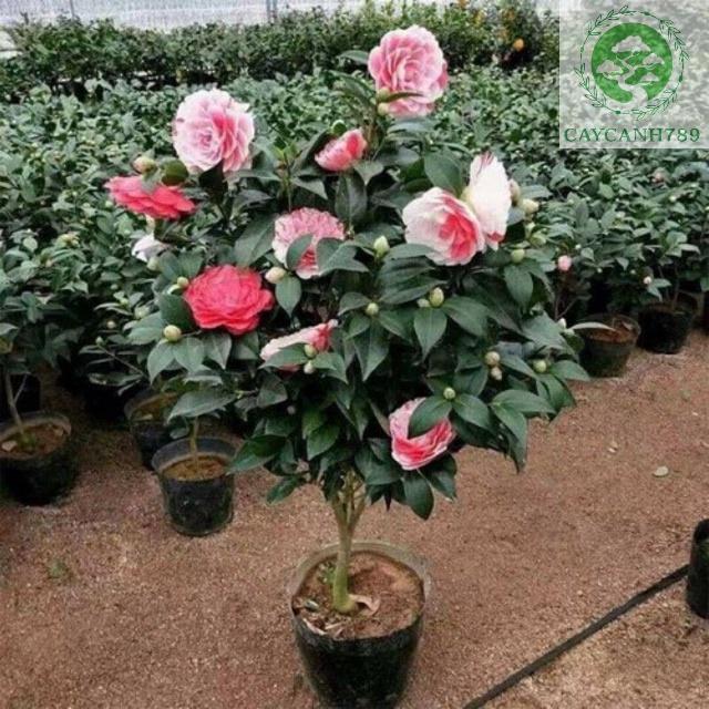 CÂY HOA TRÀ MY BẦU BÁT cao 40-50cm Ảnh cuối ảnh thật- cây bầu bát