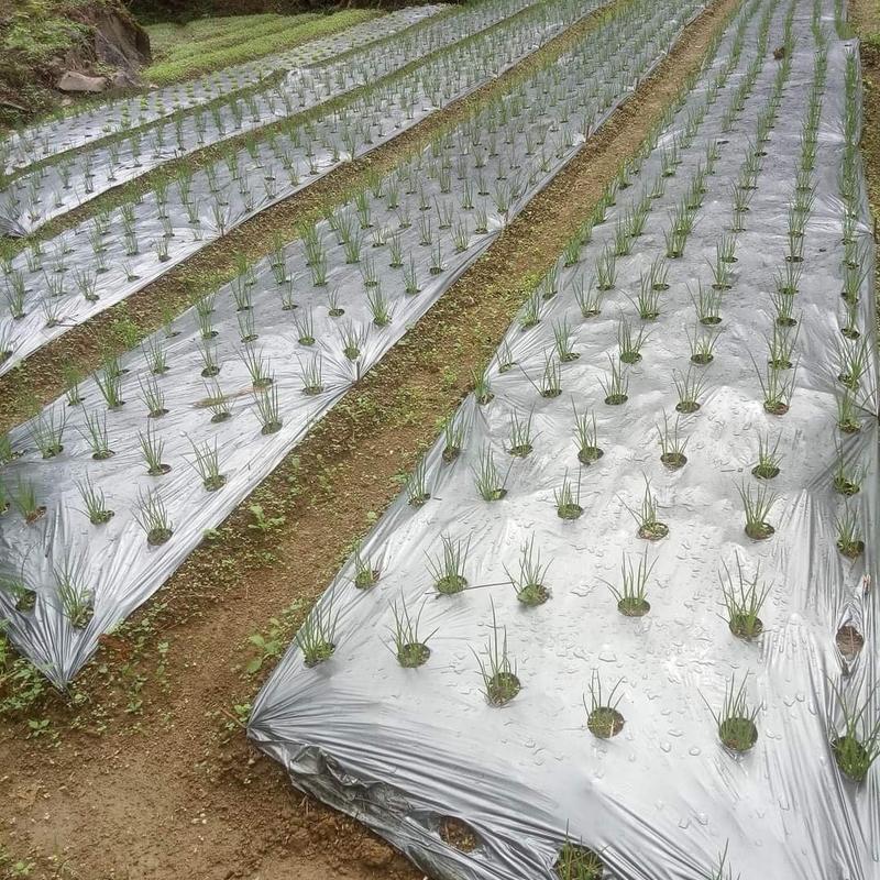 Màng Phủ Nông Nghiệp 1.2mx400m Chưa Đục Lỗ Sẵn 1