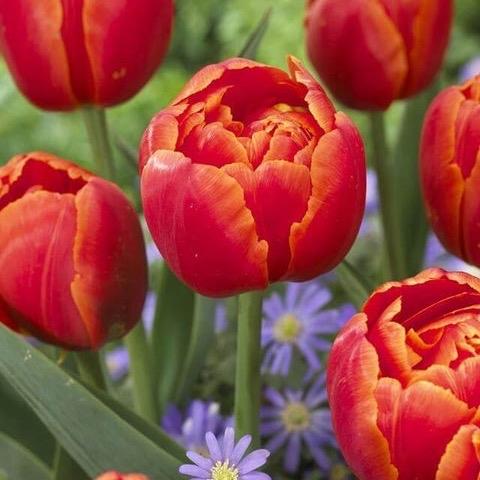 Combo 5 củ Tulip cam cánh kép Icoon kèm hướng dẫn trồng và chăm sóc hoa