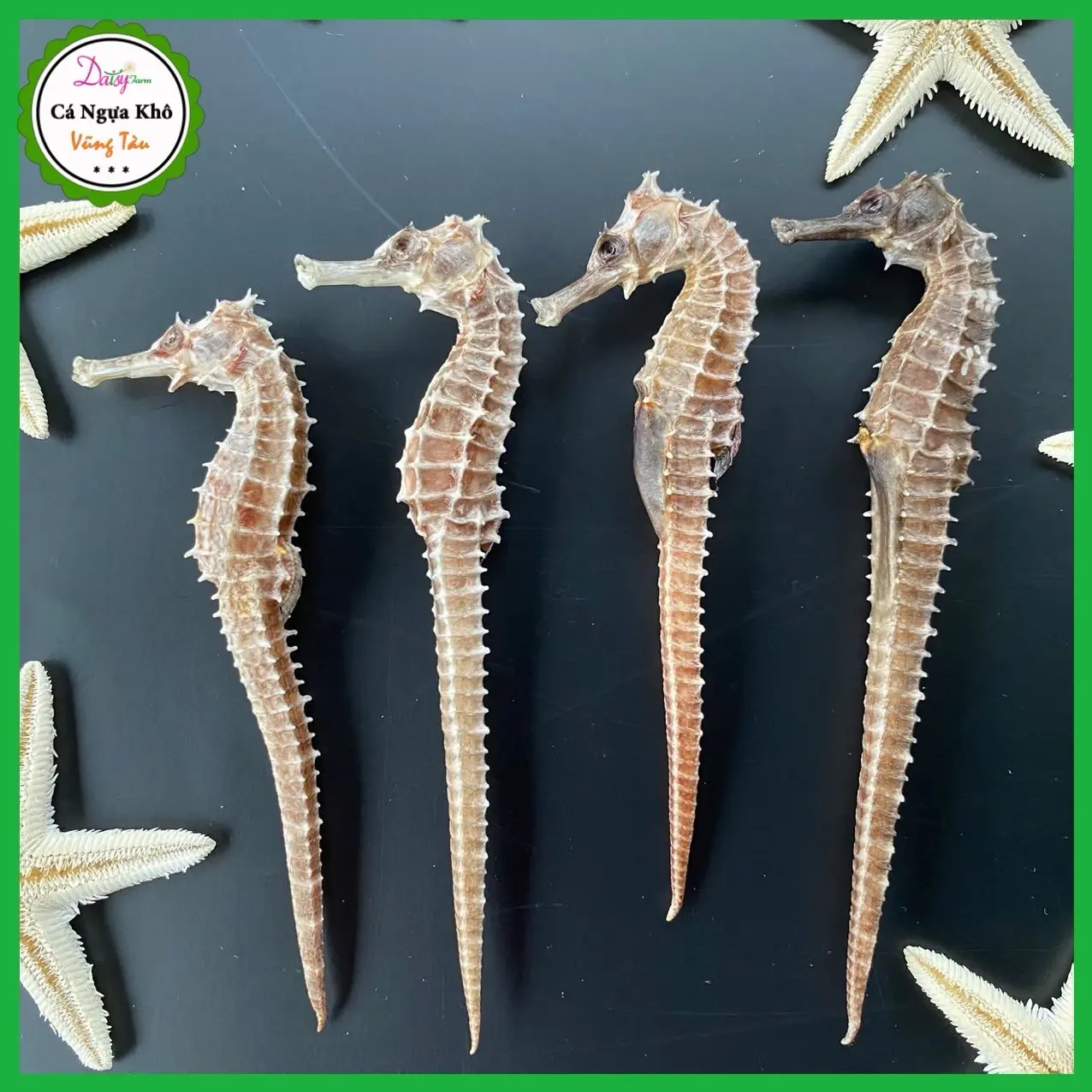 1 con cá ngựa khô Vũng Tàu size từ 9 - 16cm Food