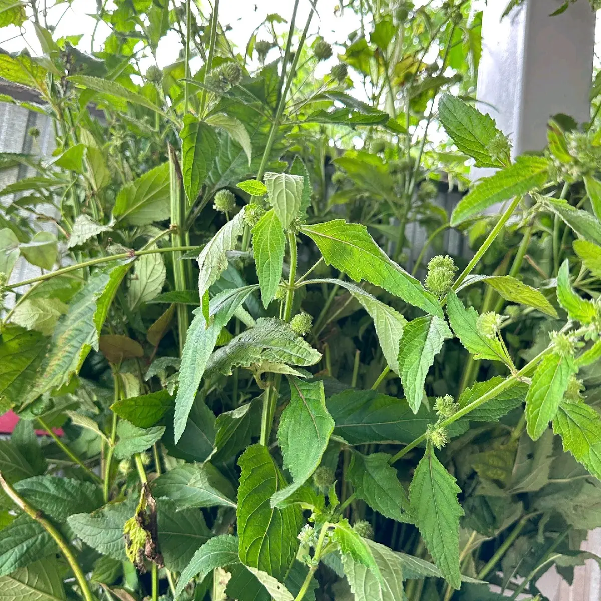 cây nàng hai tươi hỗ trợ sỏi thận