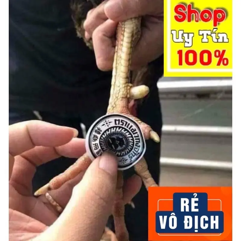 Miếng Dán Ké Chậu: Tr.ị lậu đế, thối đế cho gà