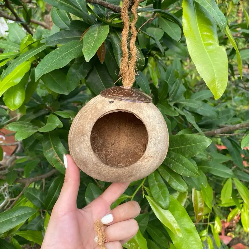 Nhà cho chim ở đây cô bác ơi 4