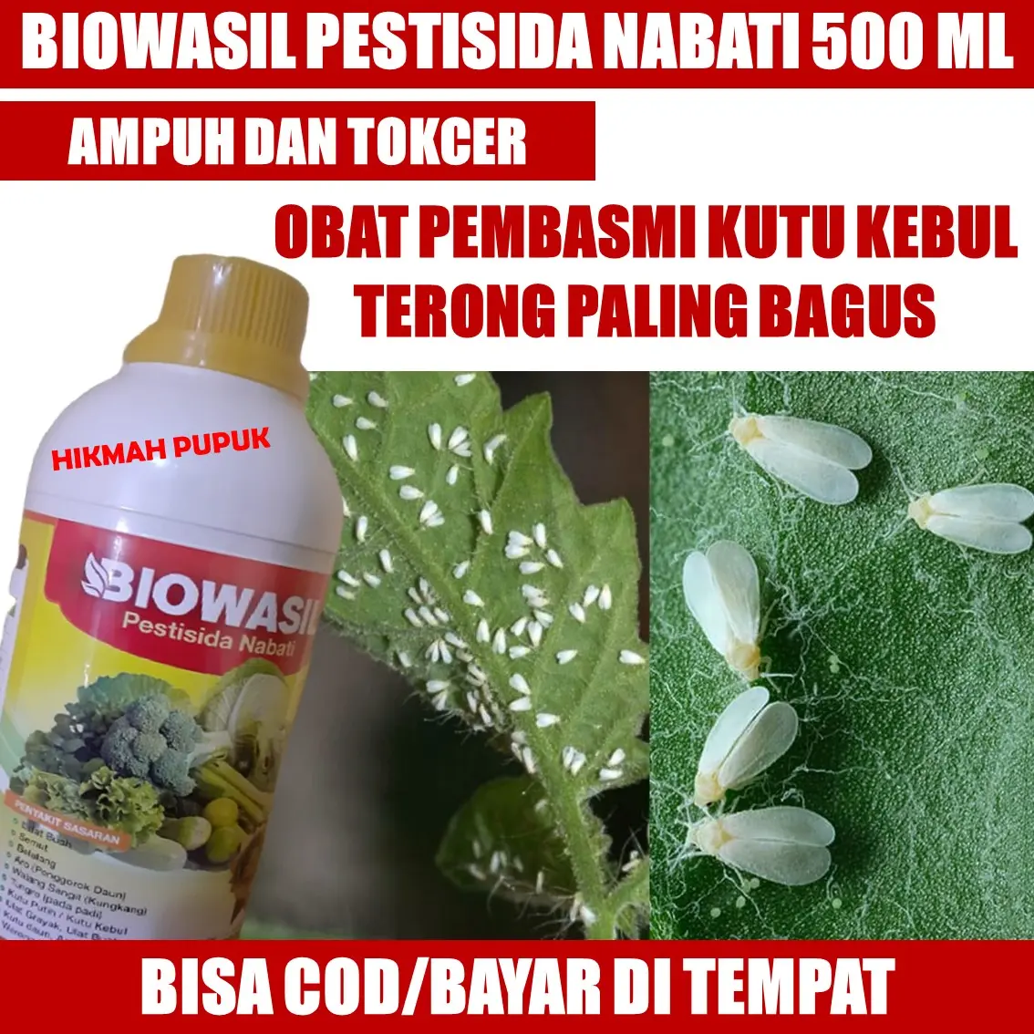 BIOWASIL PALING LARIS OBAT PEMBASMI KUTU KEBUL TERONG, CABAI, MELON, JERUK PALING AMPUH, Pestisida Untuk Membasmi Hama Kutu Kebul, Obat Hama Tanaman Terong, Obat Pembasmi Hama Kutu Kebul Pada Tanaman Terong, Cabai, Jagung, Pestisida Kutu Kebul MURAH