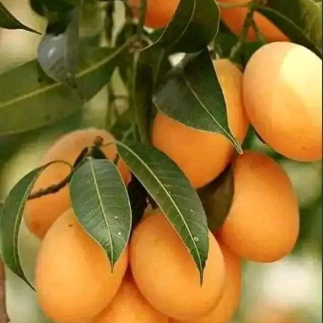 CÂY GIỐNG THANH TRÀ THÁI ĂN NGỌT THƠM CÂY CHIẾT