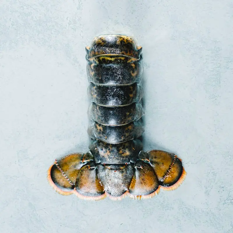 FS Lobster Tail