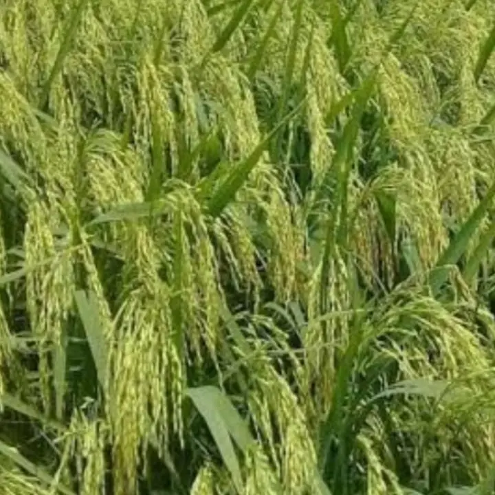 Benih Padi Unggul MSP Sertani 14 Bibit 1 kg 5