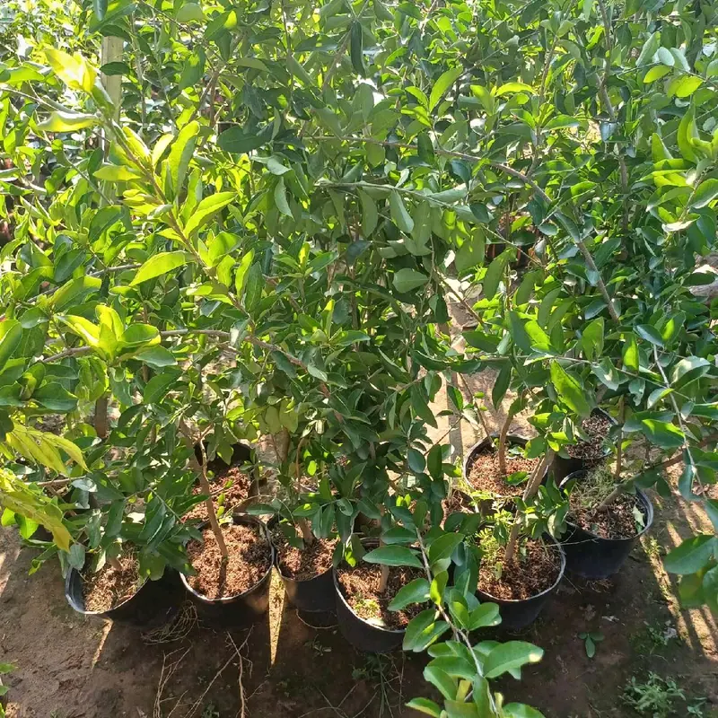 CÂY SƠ RY (CÂY GIỐNG SƠ RY NGỌT ) 1