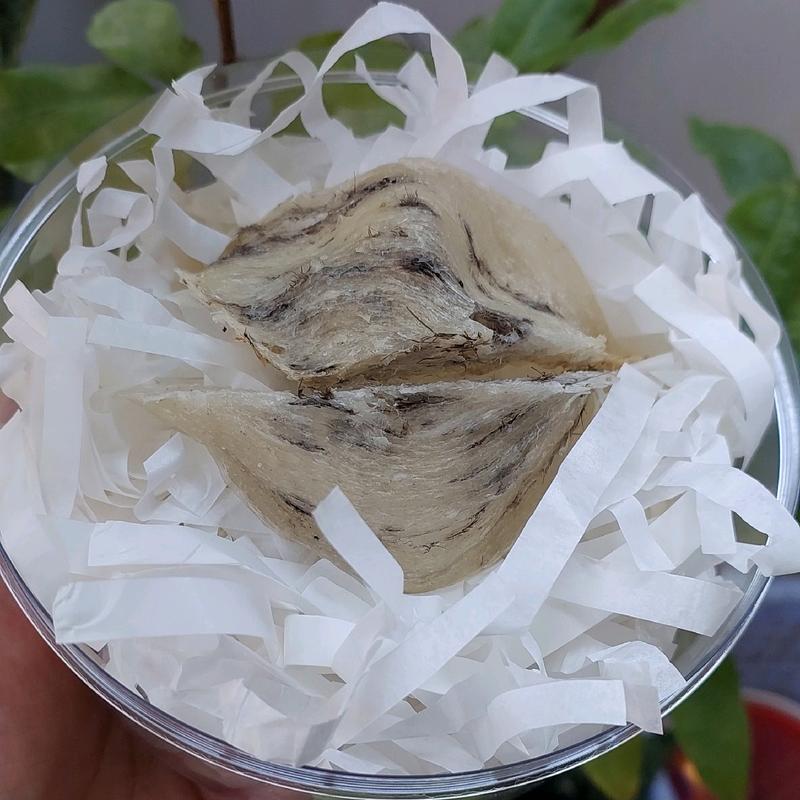  SET 2 TỔ YẾN THÔ DÙNG THỬ 15 GRAM 