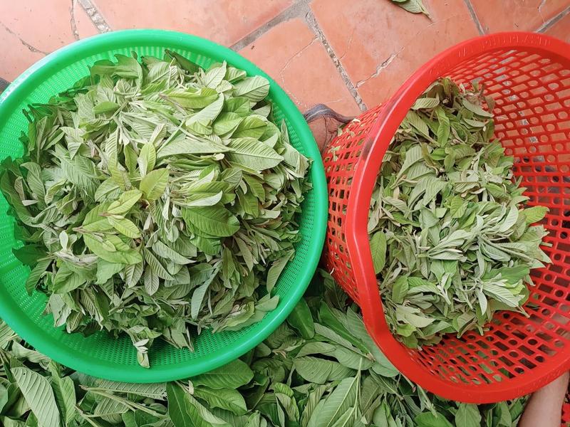 30 túi trà ổi x3gam, đọt ổi khô xay nhiễn, đóng túi zip giấy, trà thảo mộc trà thảo 3