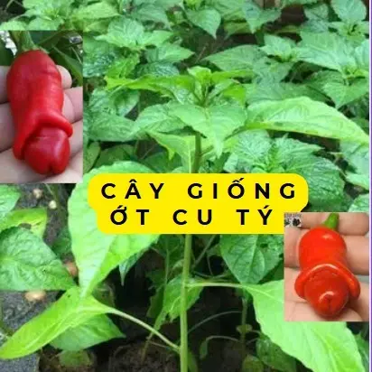 5 CÂY ỚT CU TÝ 129K - cây giống cao 10-20cm . cây giống khỏe , shop đang SEO giá tốt a/c trồng thử