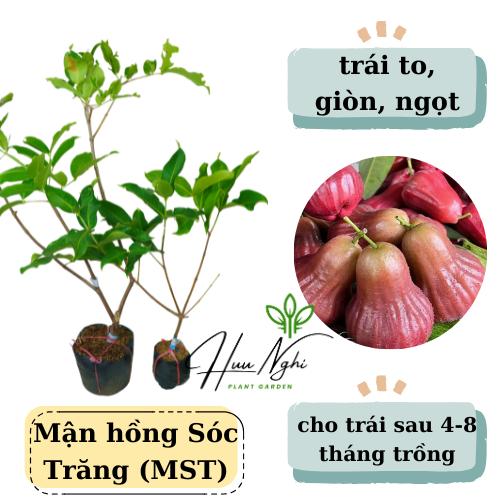 Cây giống Mận hồng Sóc Trăng (mận MST) - Trái ngọt, giòn, đặc ruột