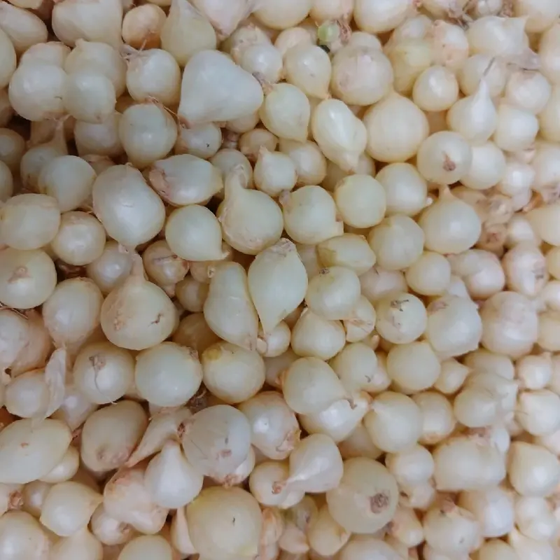 củ nén. củ hành tăm.  hành củ . loại trung (củ vừa +củ nhỏ).gia vị .thảo mộc .food 3