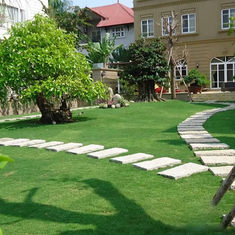 Hạt Giống Cỏ Nhung Nhật Trồng Thảm Sân Vườn 2