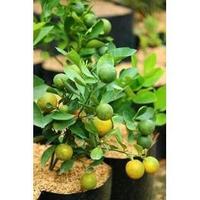 Gambar Pohon Jeruk Kasturi Super Unggul Terlaris Sudah Berbuah dari Bibit Suburr_NEW Kab. Kediri 2 Tokopedia
