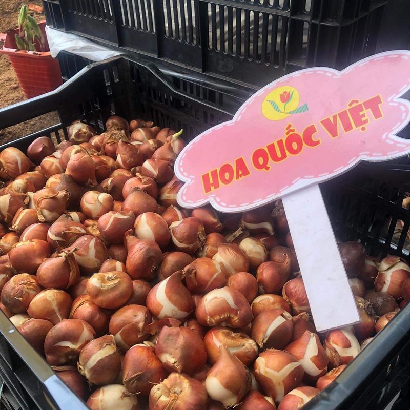  Combo 10 củ tulip mix 2 màu Đỏ Viền Vàng và Vàng 