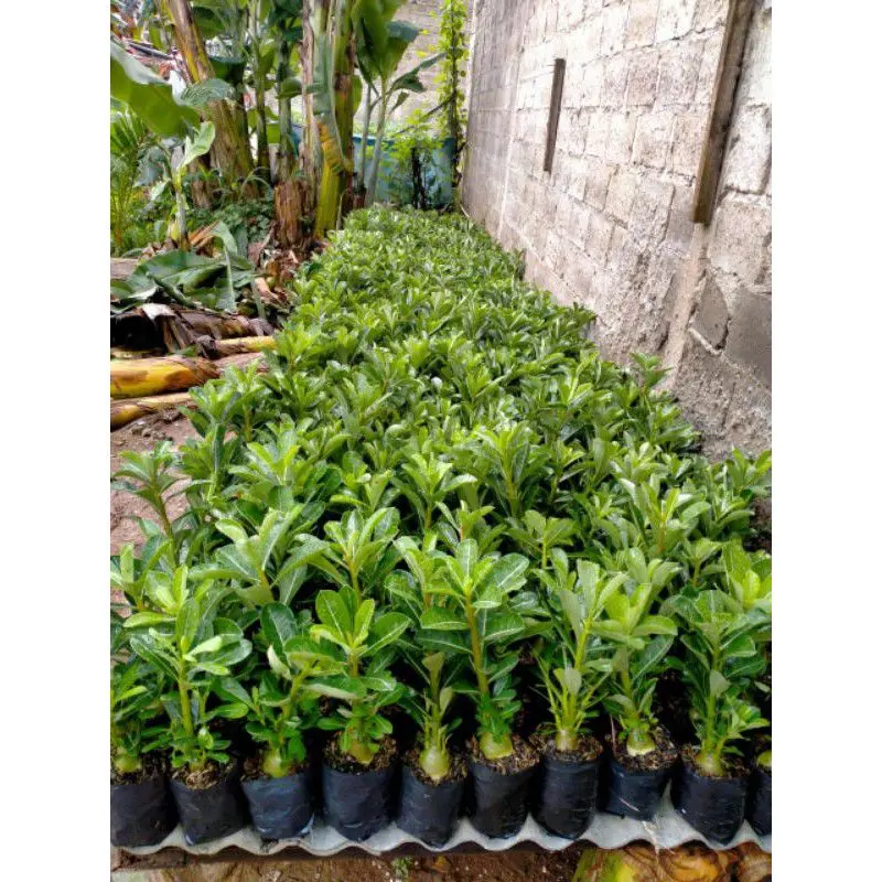 ( BISA COD ) PROMO! Tanaman Bunga Adenium Kamboja Jepang Bunga Tumpuk Tanaman Hias Adenium Kemboja Jepang Bunga Hias Cambodja Jepang Pohon Adenium Bunga Kambodja Jepang Media Plastik Pot  Jam Meja 6