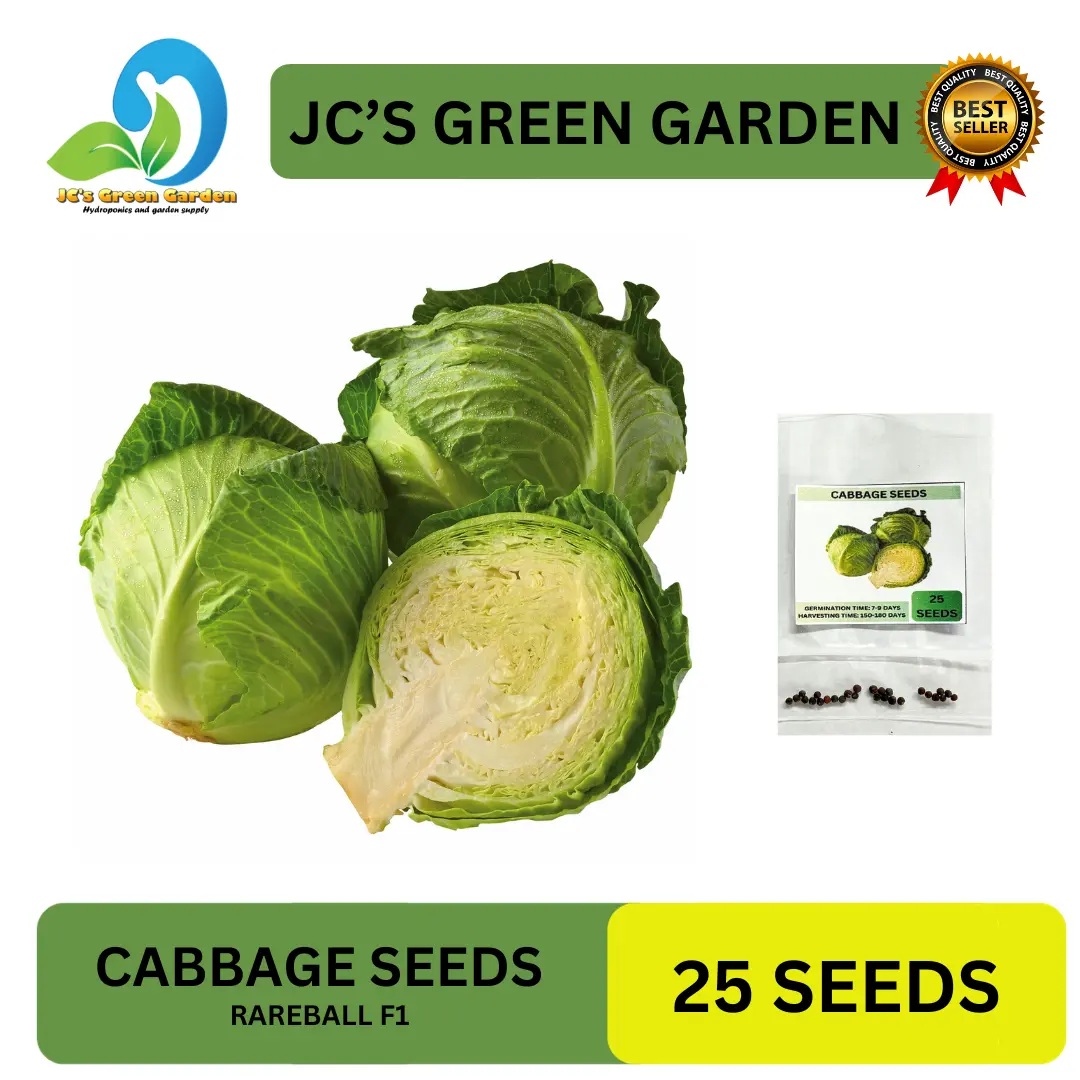 VALUE PACK! REPOLYO/CABBAGE SEEDS - 25pcs seeds /HYBRID/HIGH YIELD/EASY TO GROW