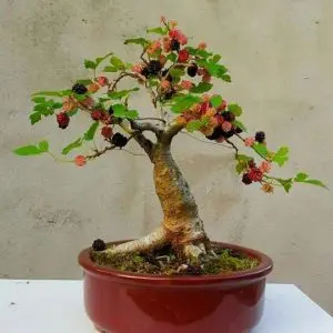 cây dâu tằm bonsai mini để bàn cây đang trái 2
