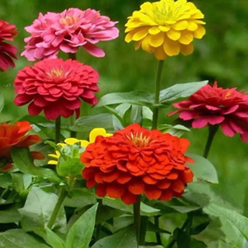 200 SEED- Mix Colour Zinnia Flower seed
