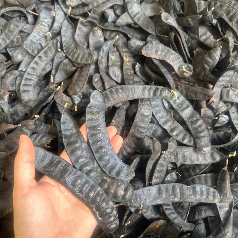 1KG Bồ Kết Khô Loại 1 Nguyên Trái, Quả Đều Đẹp, Xông Nhà, Gội Đầu (Giá Sỉ)