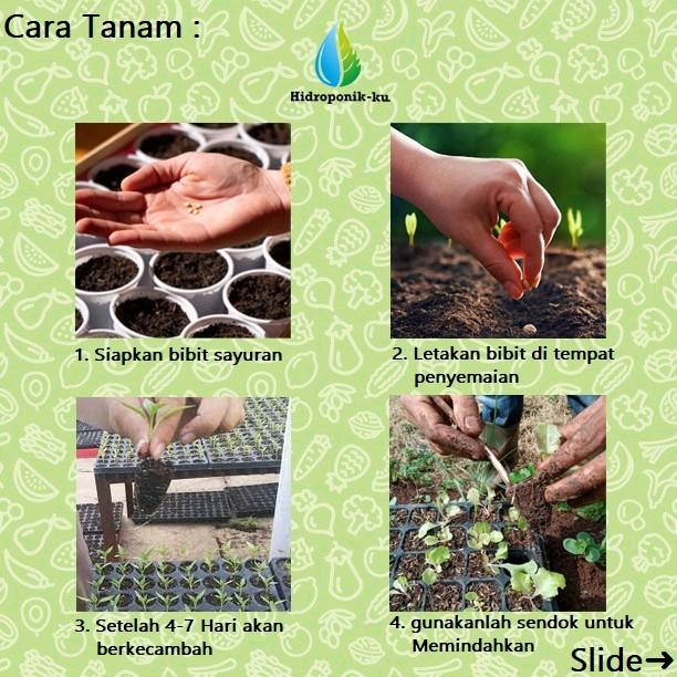 Bibit / Benih Timun Jepang Import (25 Butir) Hidroponik Ku 3