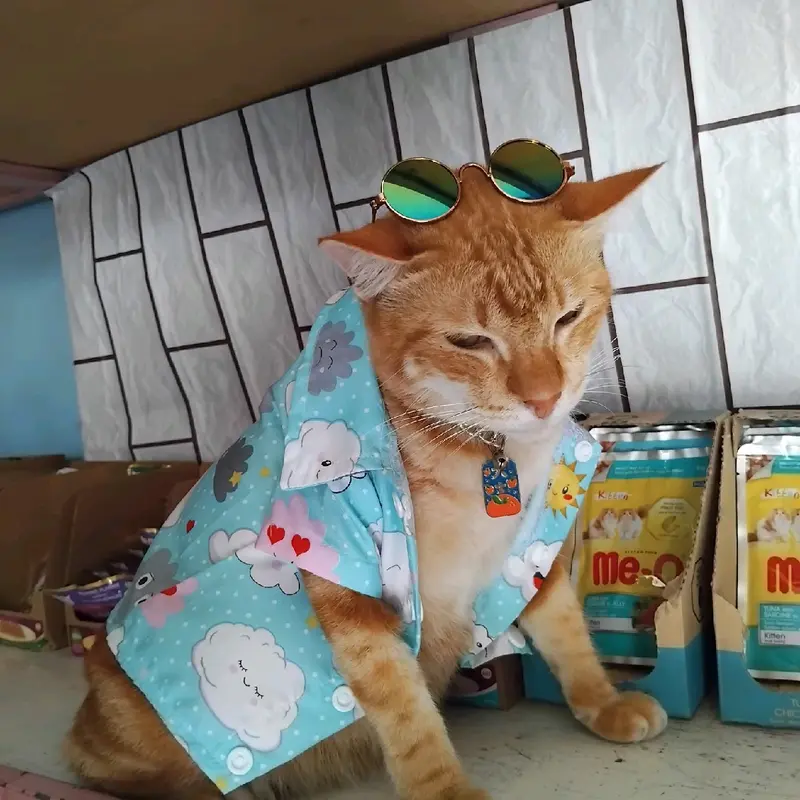 Baju Kucing murah Nyaman Dipakai Motif Karakter Lucu Keren 2