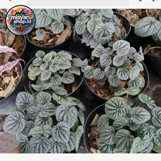 Tanaman Radiator Promo Promo tanaman hias peperomia black plant radiator Pasti Hemat ...
