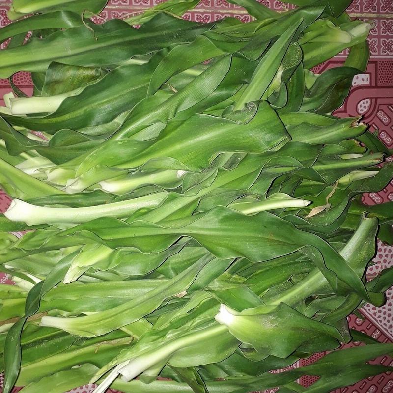 Gói 500 gram lá cây Trinh nữ hoàng cung tươi, đóng gói hút ẩm, đảm bảo tươi nguyên