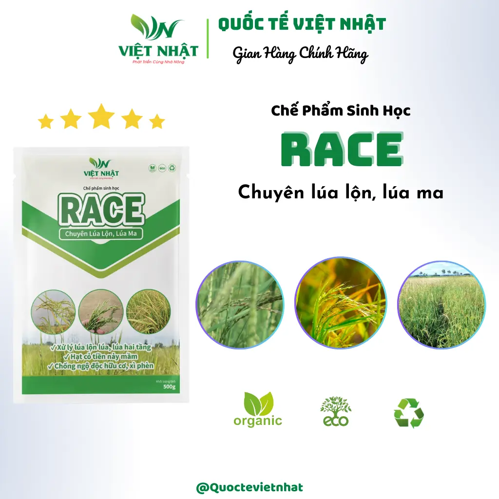 Quản lý lúa lộn: Xử lý lúa ma, lúa lộn, lúa cơi, lúa hai tầng- RACE
