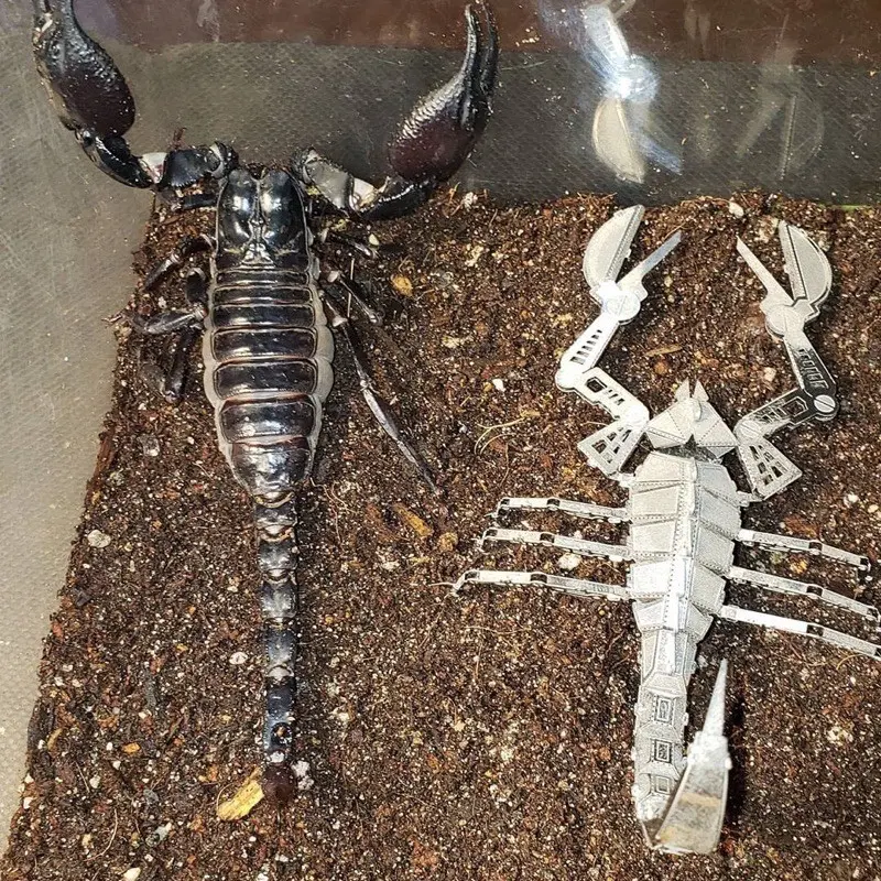 Mô hình 3D kim loại lắp ráp Bọ cạp Scorpion _ Chưa lắp 5