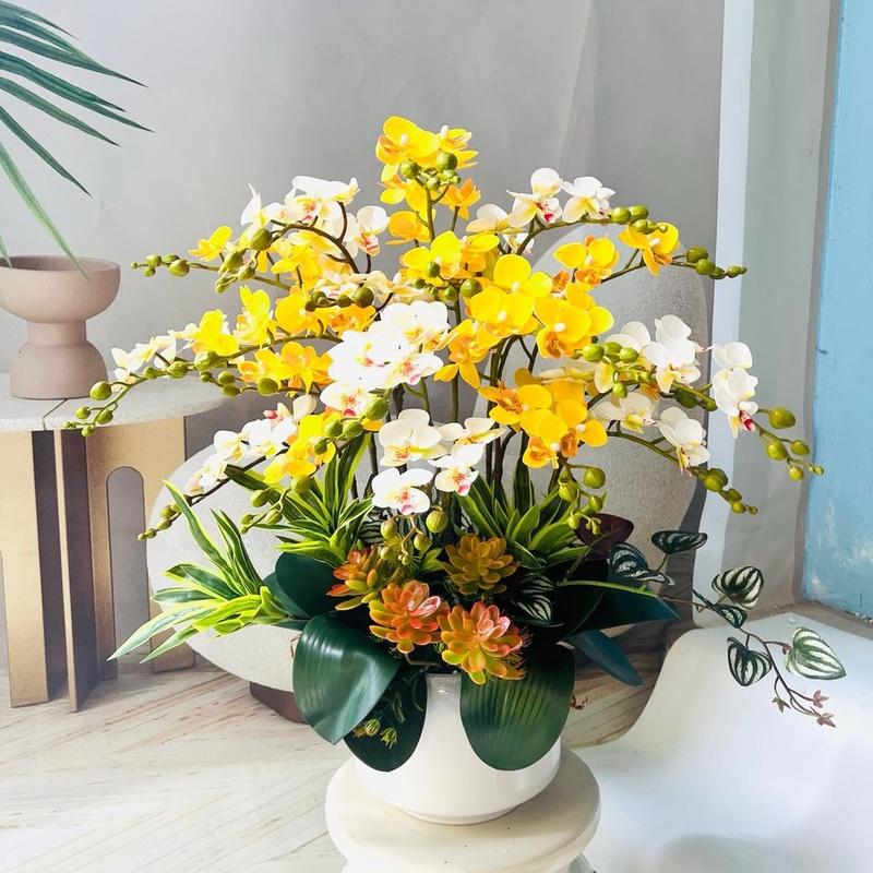Chậu Hoa Lan Tiểu Hồ Điệp 10c May Mắn Tài Lộc Decor Trang Trí Phòng Sang Trọng Trang Trí Nhà Decor Bàn
