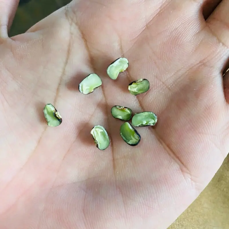 ĐẬU ĐEN XANH LÒNG THUẦN CHỦNG - Hạt nhỏ tự nhiên tốt cho sức khỏe (TÚI 1KG) 3