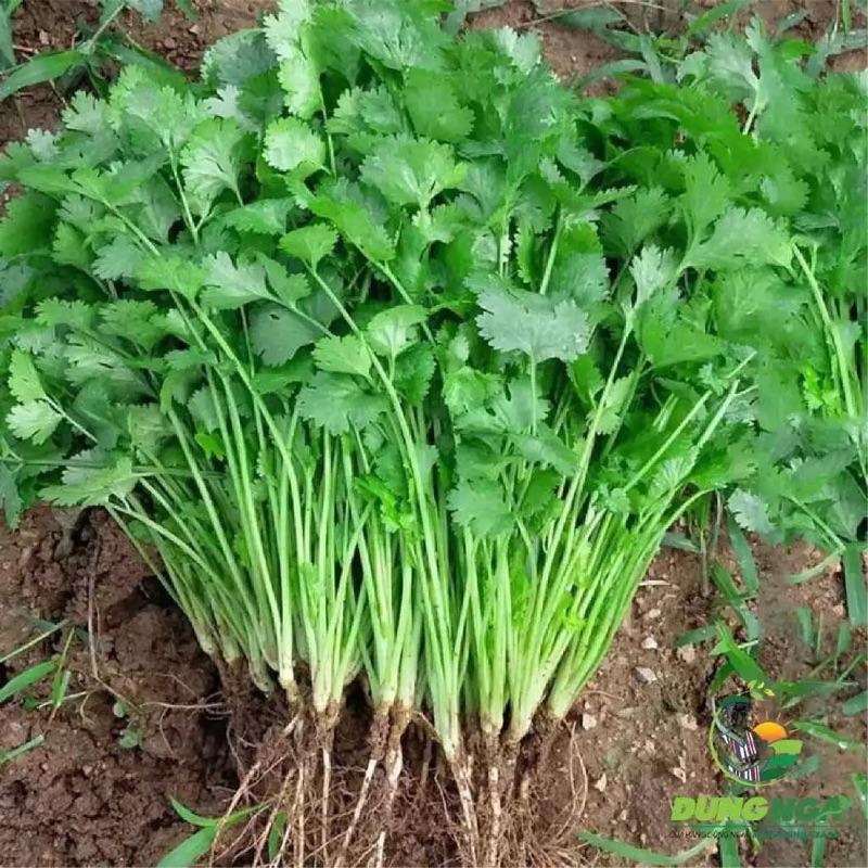 [BÁN LẺ] 10g - 100g HẠT GIỐNG RAU MÙI (NGÒ) DỄ TRỒNG, NHANH THU HOẠCH 4