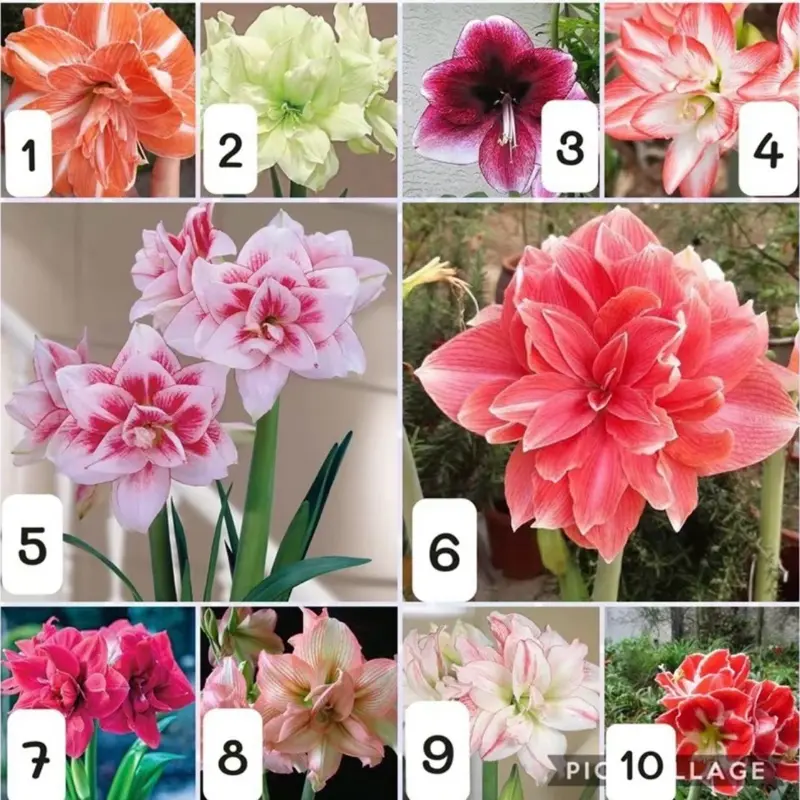 Combo 10 củ huệ kép đủ màu