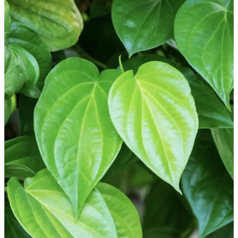 Cây trầu không - trầu ăn lá, ăn cau 0
