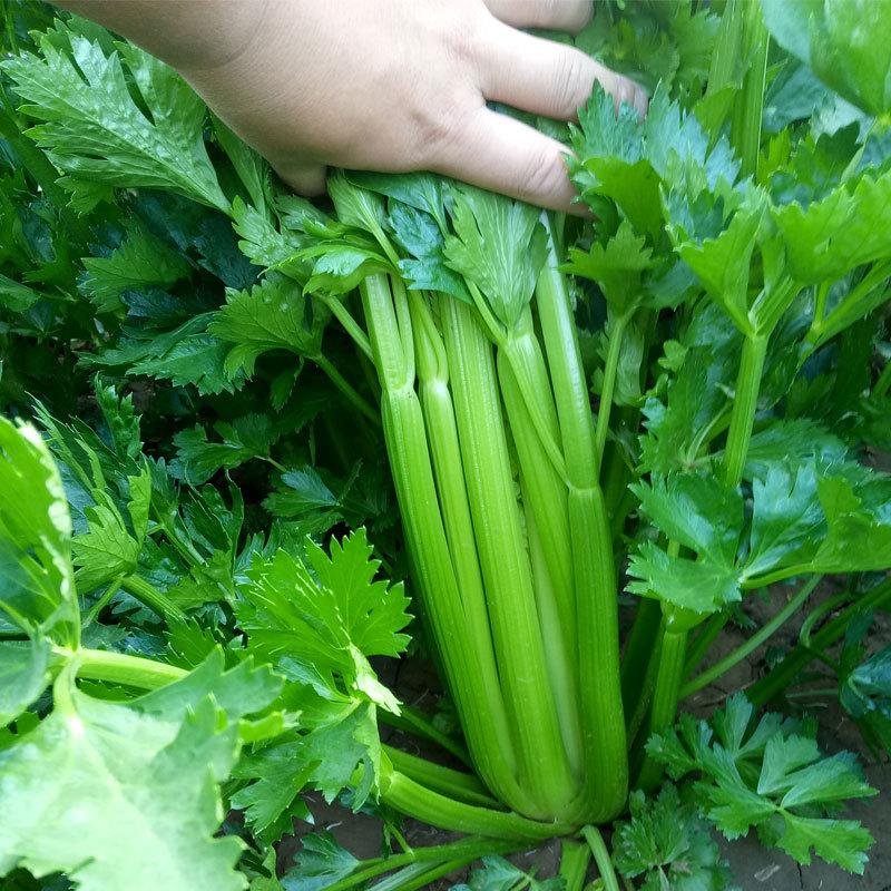 BENIH SELEDRI JUMBO ISI 150 BIJI