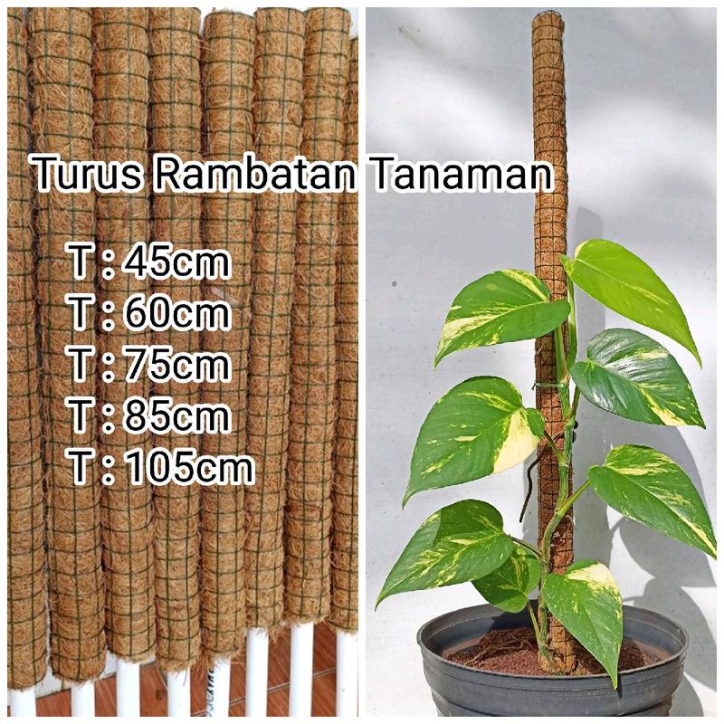Turus Penyangga Tanaman Rambat Serabut Sabut Kelapa - Shop | Tokopedia