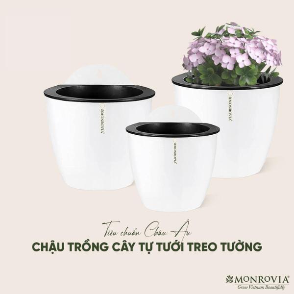 Chậu tự tưới treo tường Monrovia, chậu trồng cây thủy sinh-thủy canh treo tường (kèm móc treo), treo hoa ban công, trong nhà, sang trọng, tiện lợi, tiêu chuẩn châu Âu.